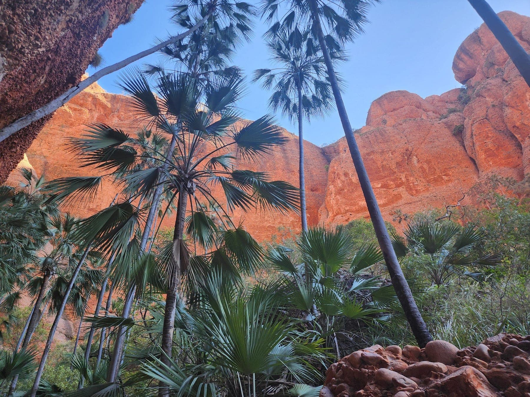 Livistona palms tucked between the narrow walls of Echidna Chasm