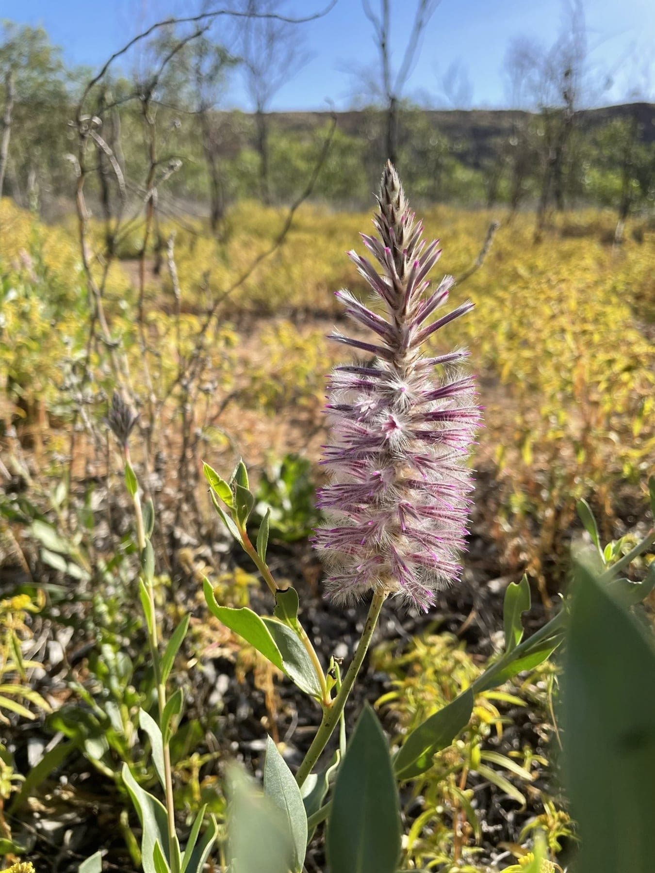 Native wildflowers in bloom along the track