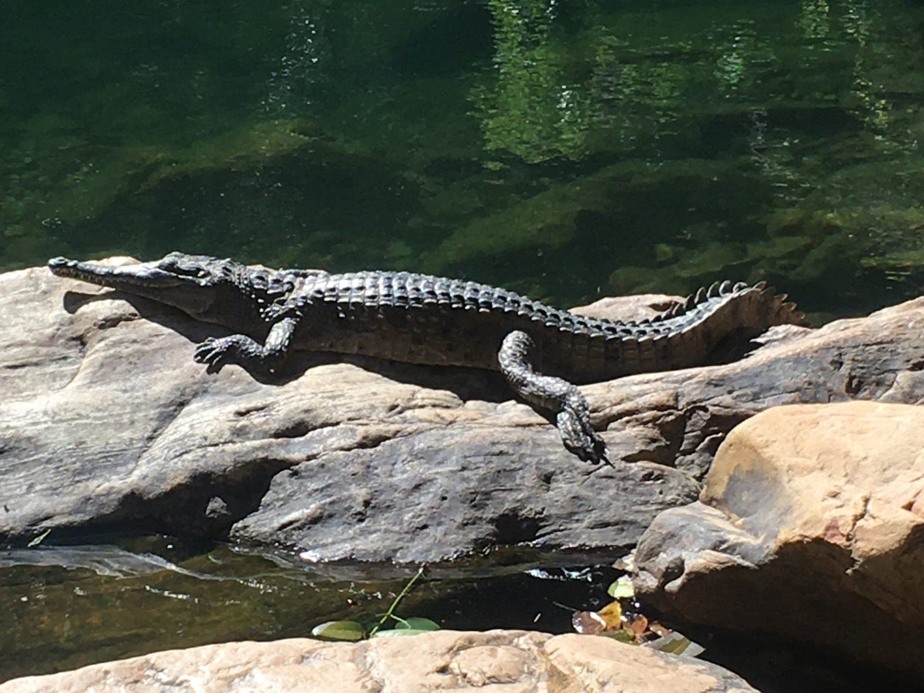 A freshwater crocodile resting on a Kimberley riverbank