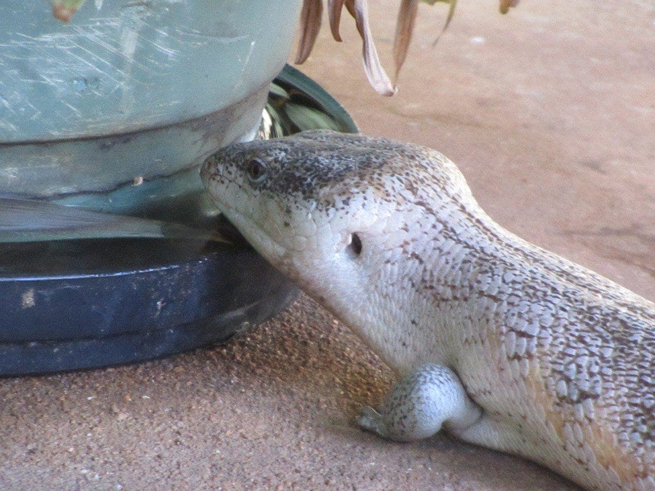 A skink sunning itself on warm rock at camp