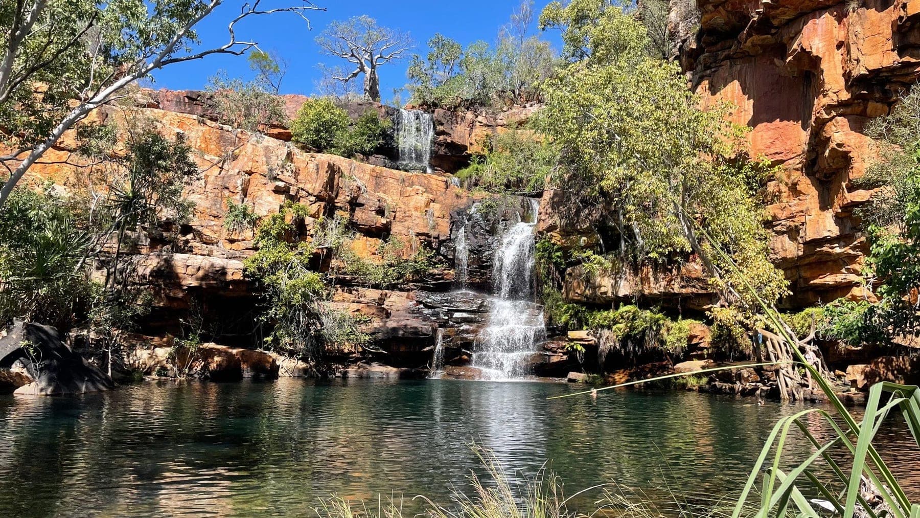 Galvans Gorge waterfall falling past a boab into clear green water