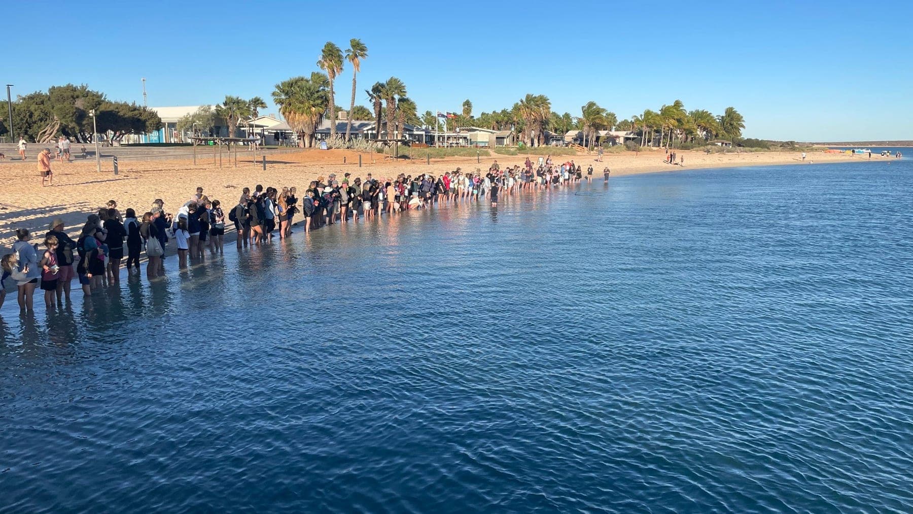Guests watching dolphins in the shallows at Monkey Mia