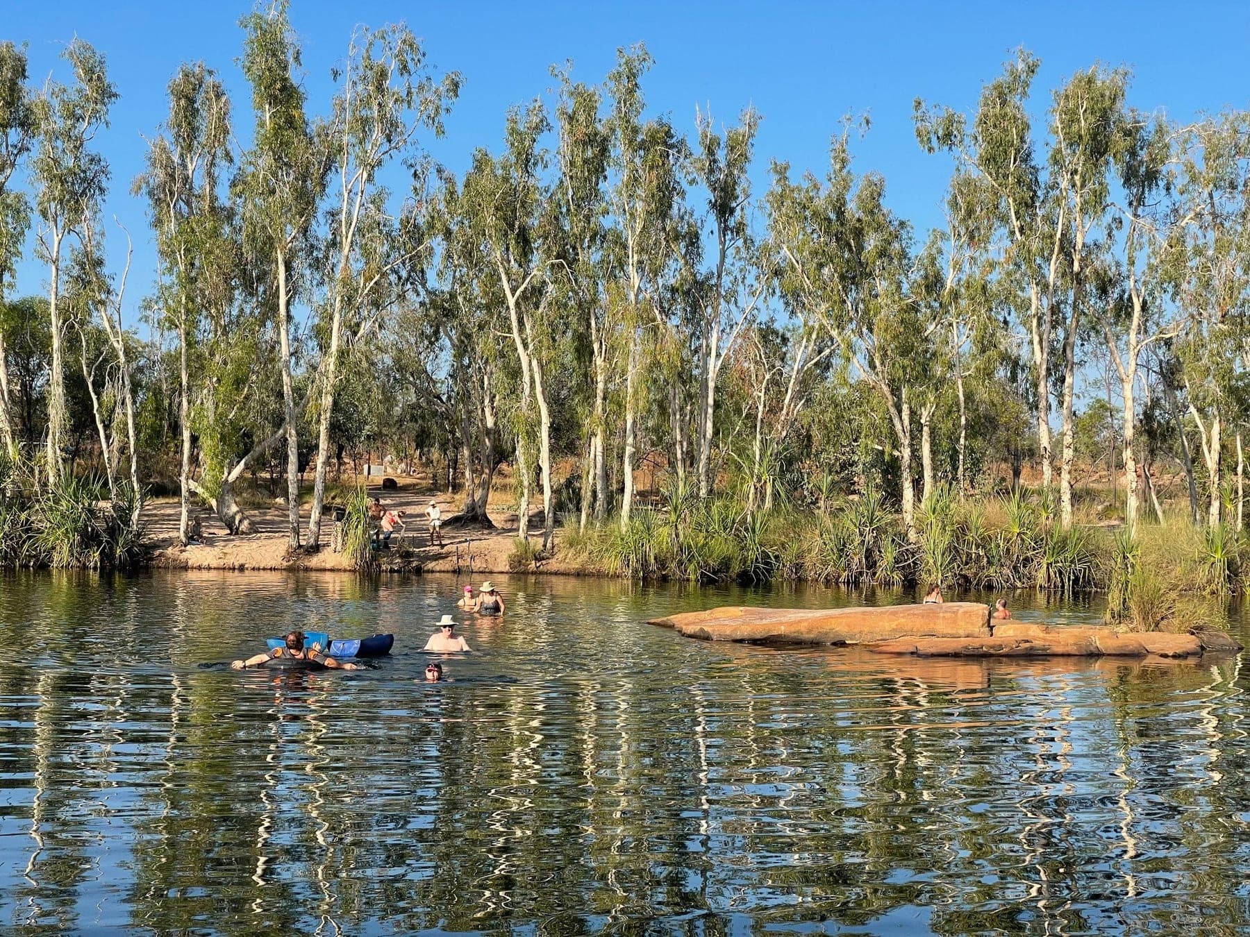 Calm water of the Manning River lined with pandanus